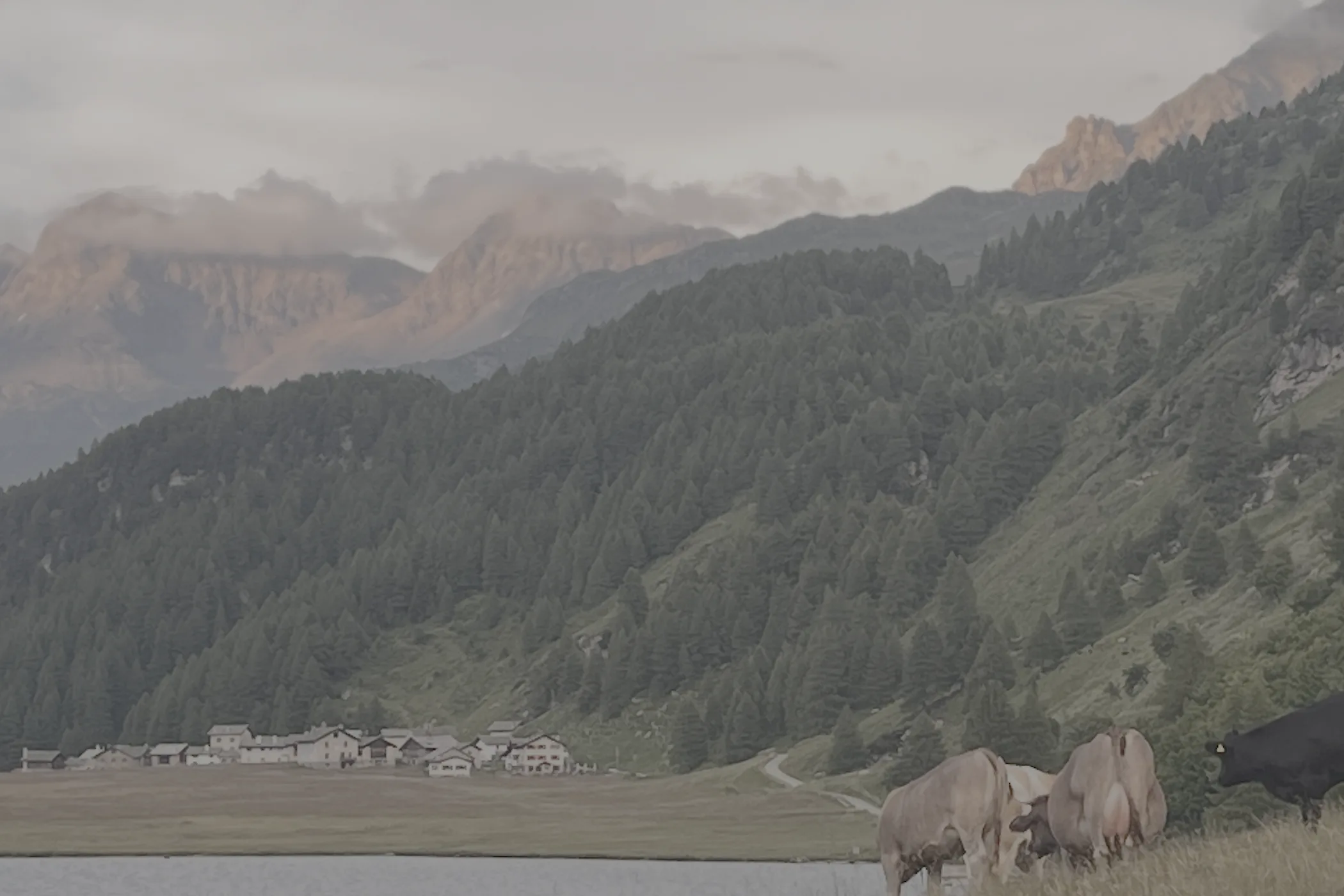 Isola